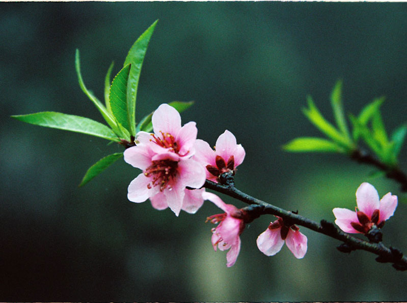 The beauty of flowers symbolizes the New Year